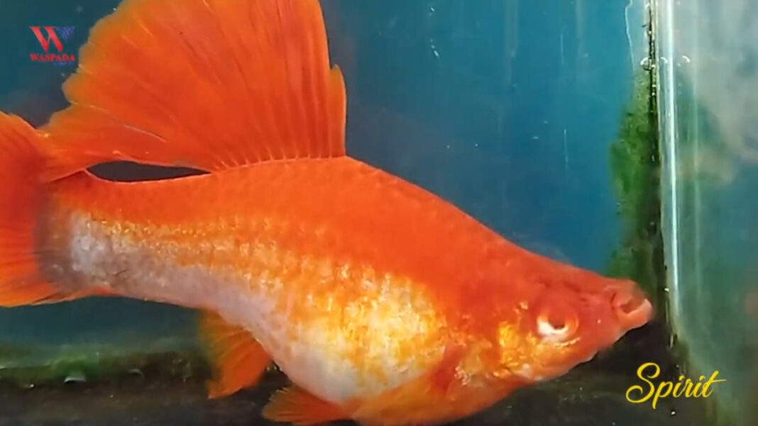 Mengungkap Rahasia Cross Breed Ikan Hias Bagian II