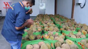 Pabrik Durian beku hadir di Deli Serdang Sumut