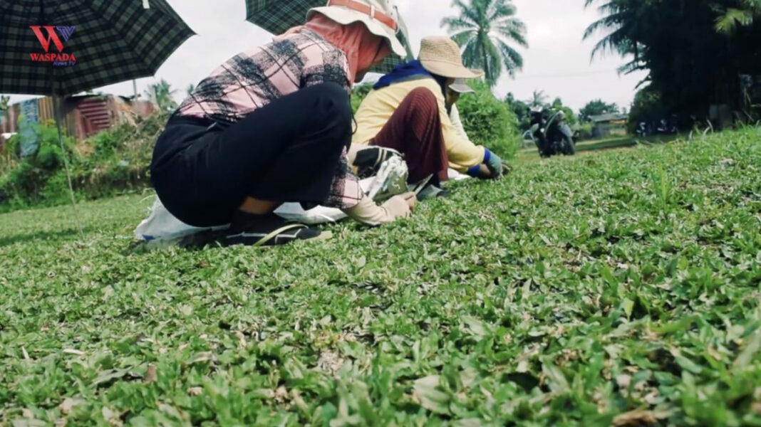 Rumput Hias Tuntungan Menarik Banyak Peminat