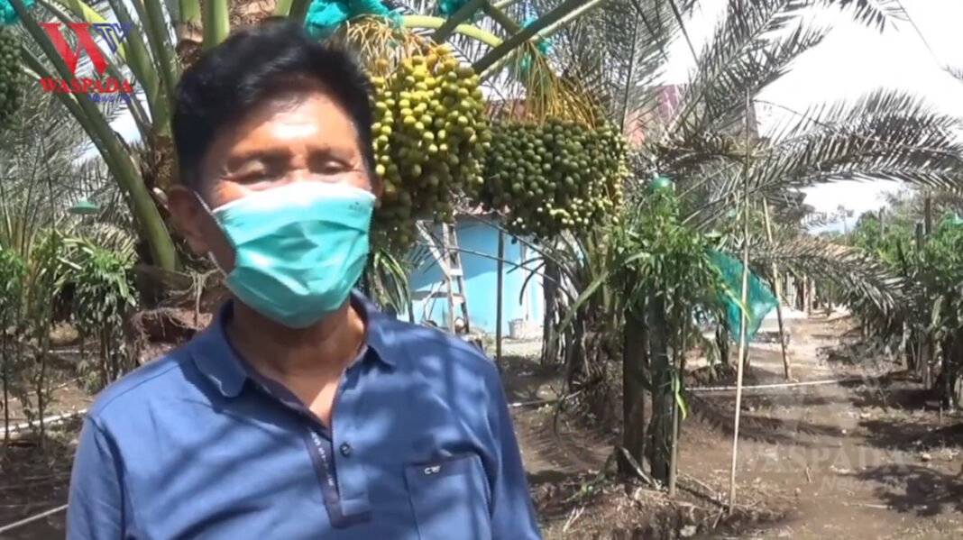 Kebun Kurma Di Kaki Sinabung Menjadi Objek Wisata Menarik