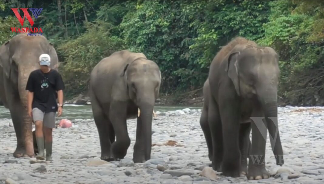 Memandikan Gajah Di Tangkahan Mengisi Liburan Idul Fitri