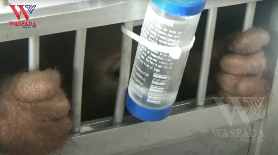 Orangutan Asal Bogor Dikembalikan Ke Sumut