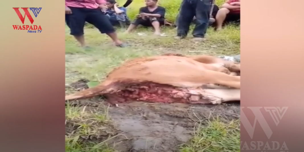 Mangsa Ternak Warga Harimau Sumatera Muncul Di Kaki Gunung Sinabung