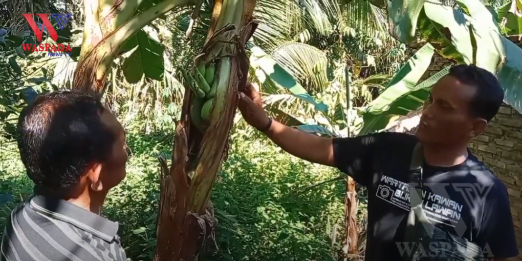 Pisang Unik Di Asahan ‼️ Tumbuh Di Batang