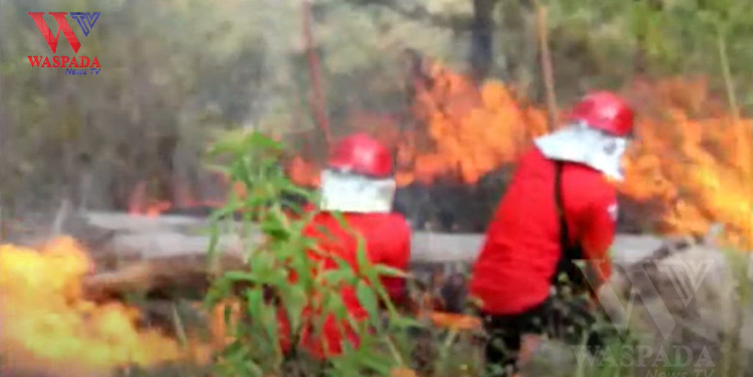 600 Hektar Lebih Lahan Kawasan Pinggiran Danau Toba Terbakar Di Kabupaten Samosir