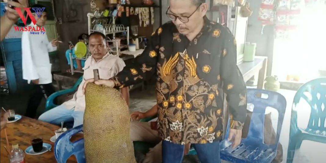 Buah Cempedak Guling Raksasa Tanaman Unggulan Kota Binjai