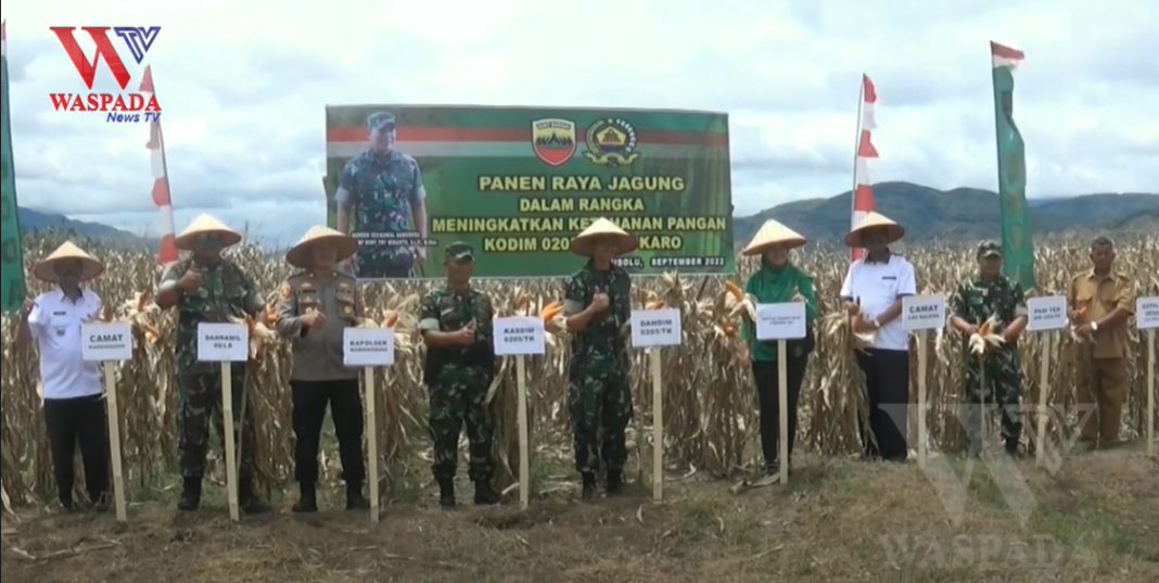 Panen Raya Jagung Di Tanah Karo Guna Menjaga Ketersediaan Stok Jagung