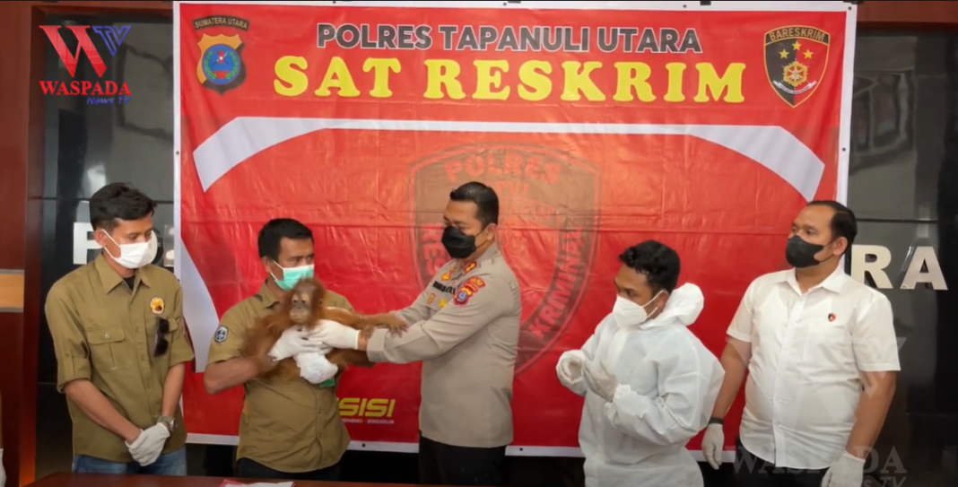 Bayi Orangutan Diselamatkan Warga