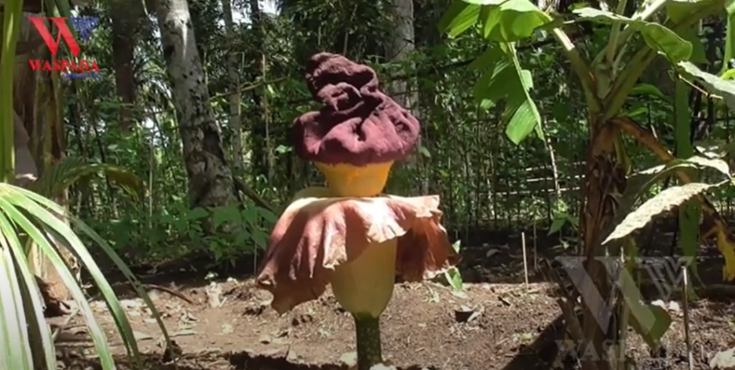 Bunga Bangkai Raksasa Amorphophallus Titanum  Tumbuh Di Pekarangan Rumah