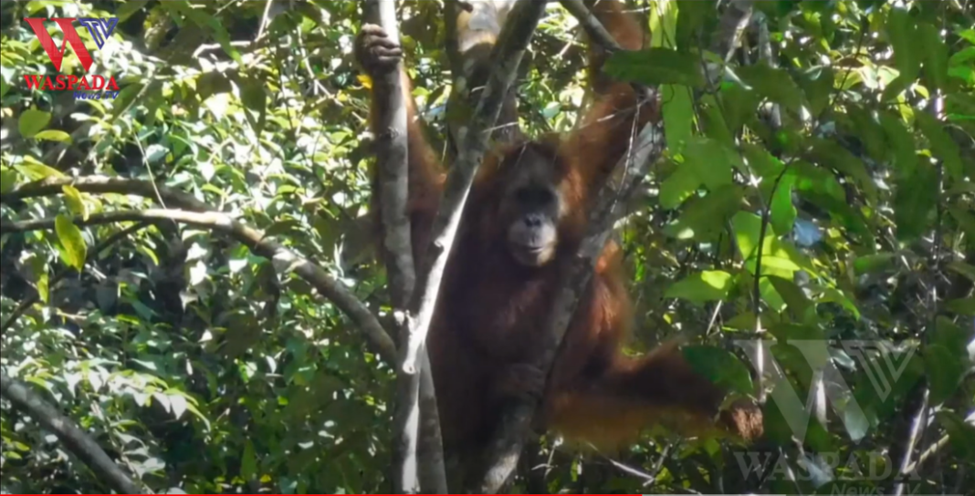Satu Individu Orangutan Di Tapanuli Tengah, Terlihat Di Dekat Pemukiman Warga