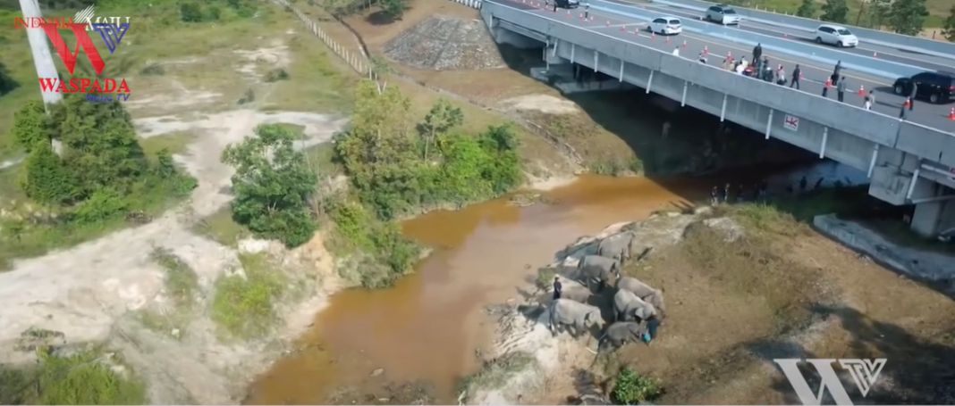 Jokowi Tinjau Tol Unik Ini Ada Terowongan Gajahnya