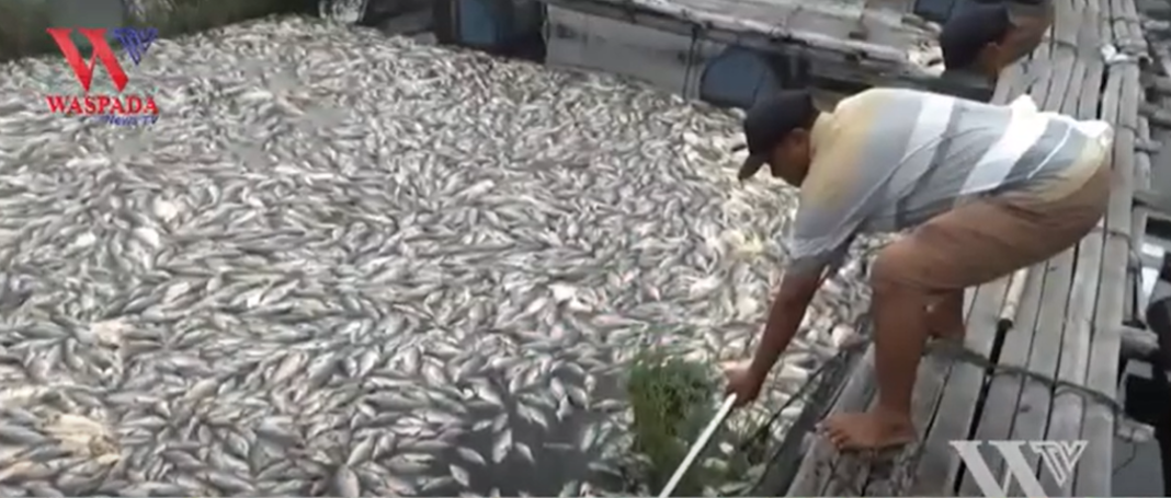 Mati Mendadak, Ratusan Ton Ikan Di Waduk Kedung Ombo Boyolali