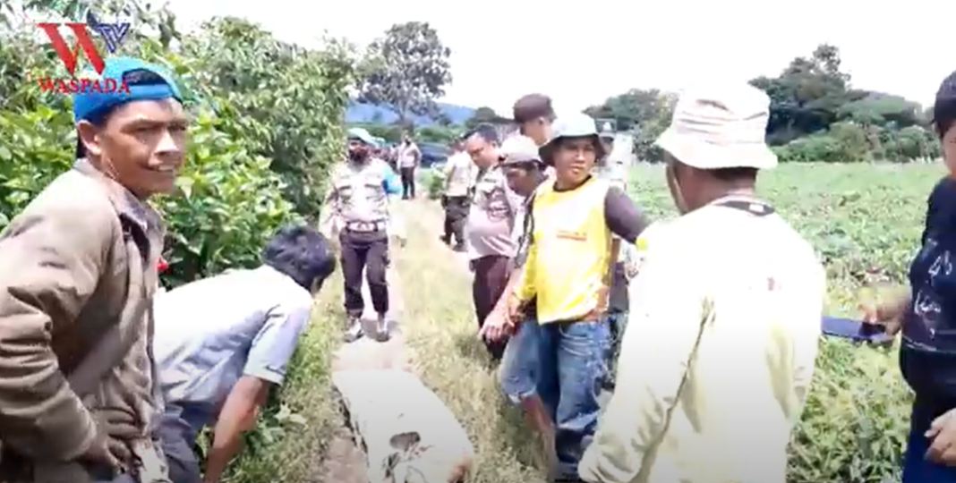 Dua Pencuri Kerbau Di Kabupaten Karo Dihakimi Warga