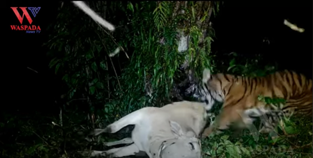 Harimau Sumatera Terekam Video Trap Saat Memangsa Ternak Sapi